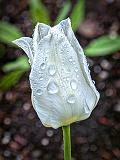 Wet Tulip_DSCF02264